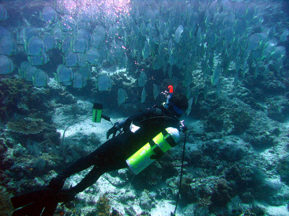 'Fischschwrme vor Sipadan