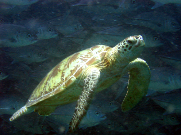 Suppenschildkrte vor Makrelenschwarm