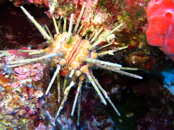 Unbekannte Schnecke