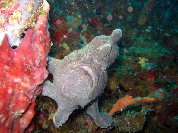 Ruhender Frogfish