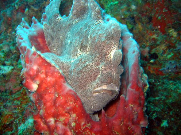 Frogfish