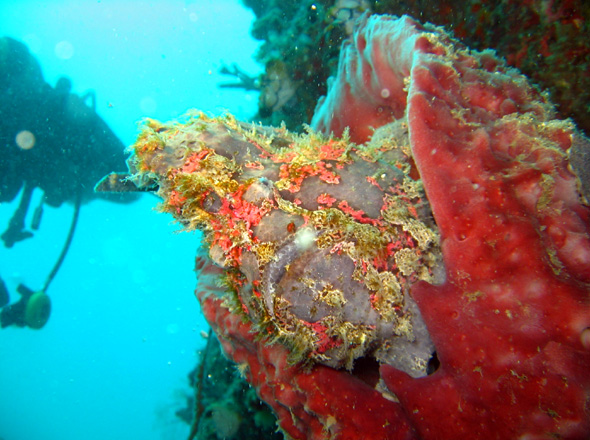 'Wunderbar angepasst: Three-spined Frogfishes