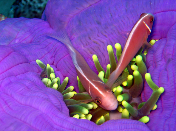 Anemonenfische