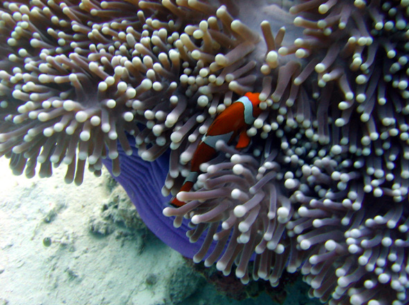 Flchtender Anemonenfisch