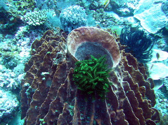 'Vasenschwamm mit Federsternen