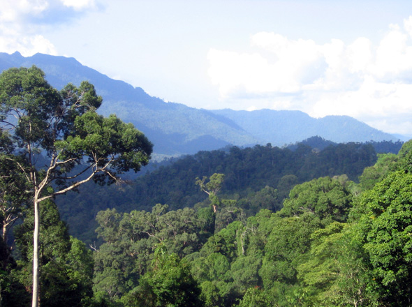 Hochlanddschungel in Westmalaysia