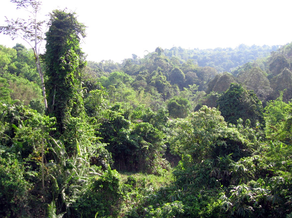 Hochlanddschungel in Westmalaysia